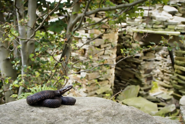 Змиите и луѓето во Вал Гранде – неочекувани сопатници